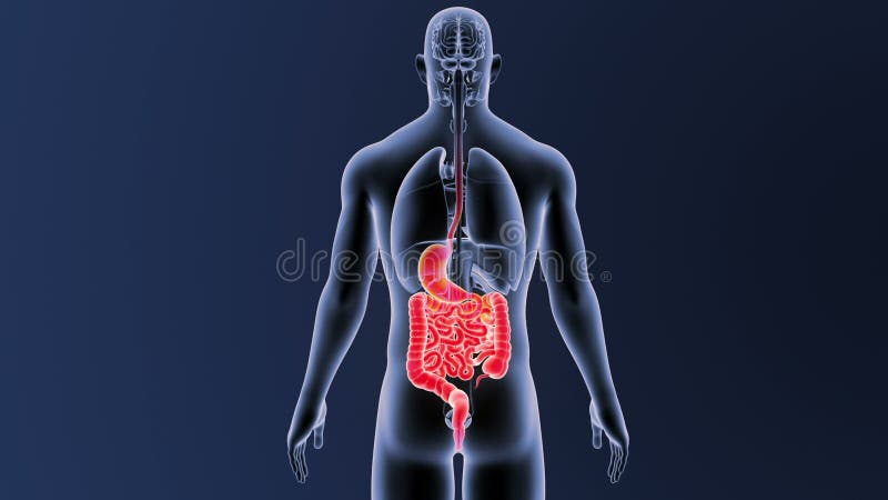 Estomac et intestin avec des organes