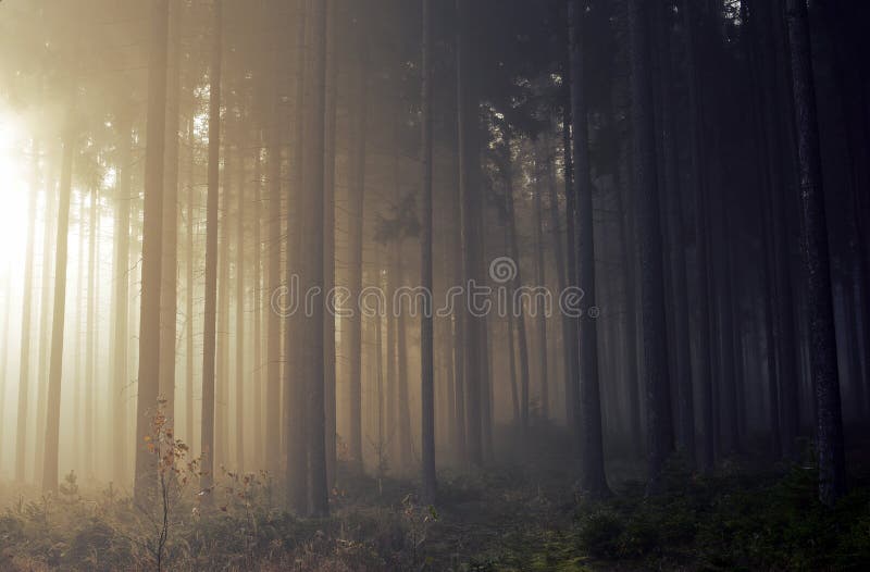 Estrada através de uma floresta dourada com névoa e luz morna imagens de stock Estrada através de uma floresta dourada com névoa e luz morna imagens de stock