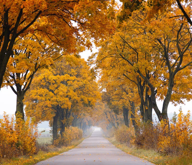 Autumn - road with colorful, vibrant maple trees. Fall in Poland. Autumn - road with colorful, vibrant maple trees. Fall in Poland.