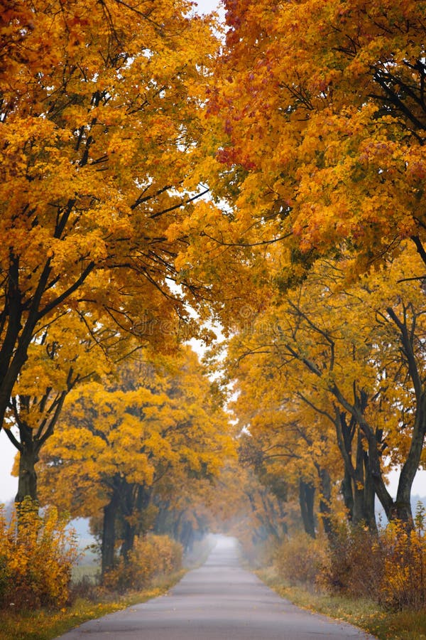 Autumn - road with colorful, vibrant maple trees. Fall in Poland. Autumn - road with colorful, vibrant maple trees. Fall in Poland.