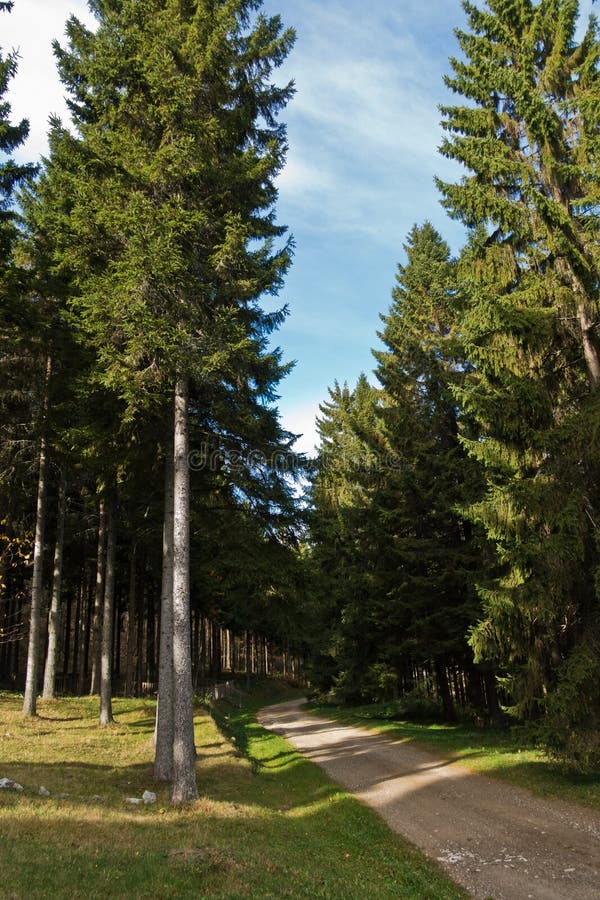 Estrada de floresta na montanha de Bobija, Sérvia ocidental
