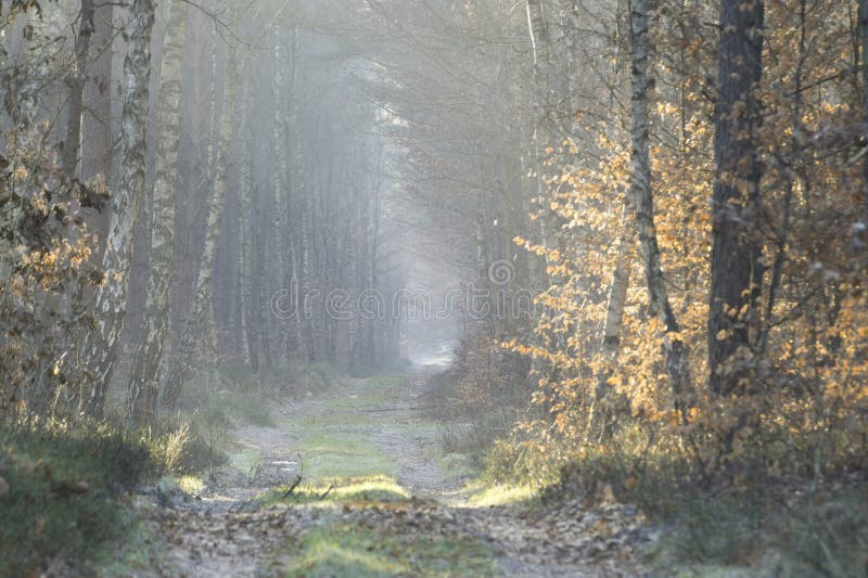 Estrada florestal na paisagem de inverno fotos de stock