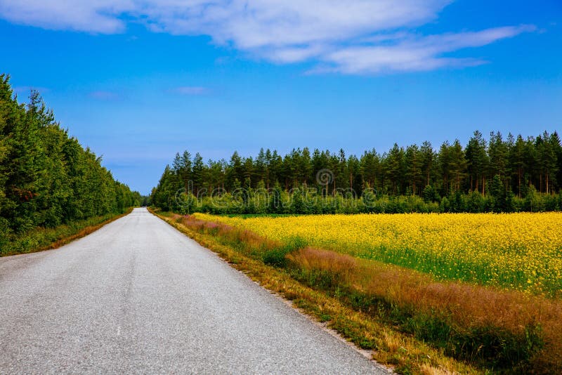 Estrada do campo ao longo do campo de flor amarelo da colza e céu azul em Finlandia rural fotos de stock Estrada do campo ao longo do campo de flor amarelo da colza e céu azul em Finlandia rural fotos de stock