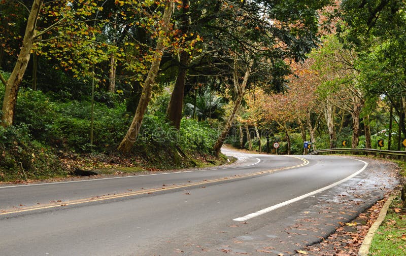 Folhas de outono caindo na estrada