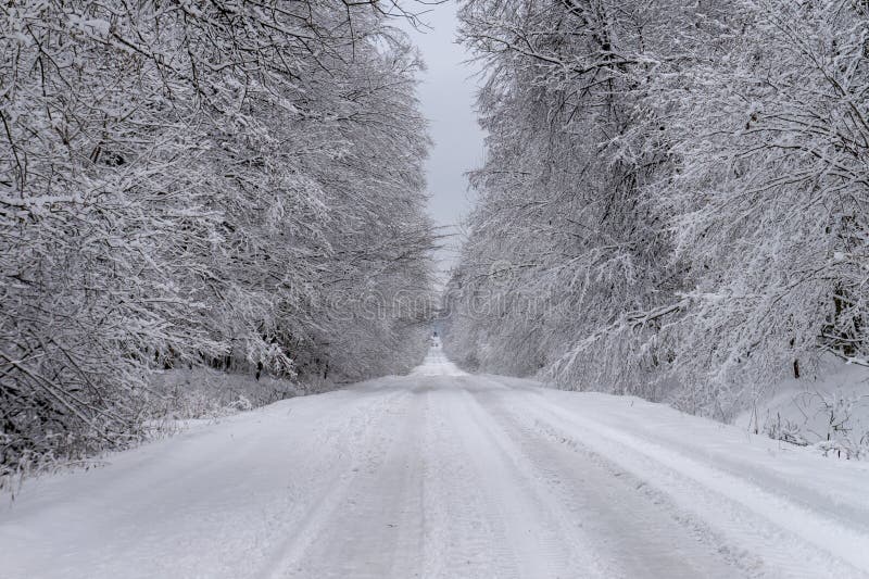 Estrada e árvores cobertas na neve branca fresca grossa imagem de stock Estrada e árvores cobertas na neve branca fresca grossa imagem de stock