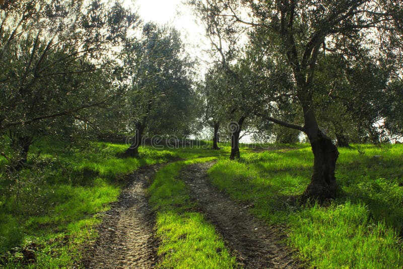 Estrada entre oliveiras Solo da estrada de floresta fotos de stock Estrada entre oliveiras Solo da estrada de floresta fotos de stock