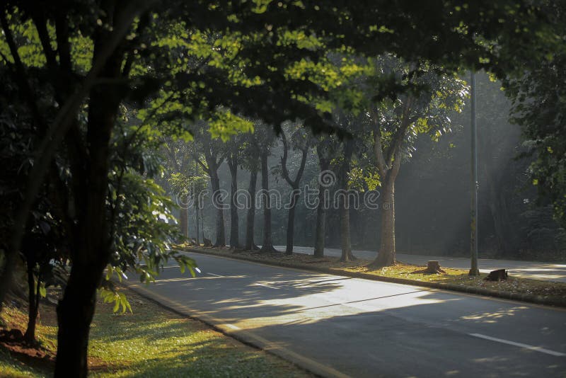 A estrada está sombreada e verde imagens de stock royalty free