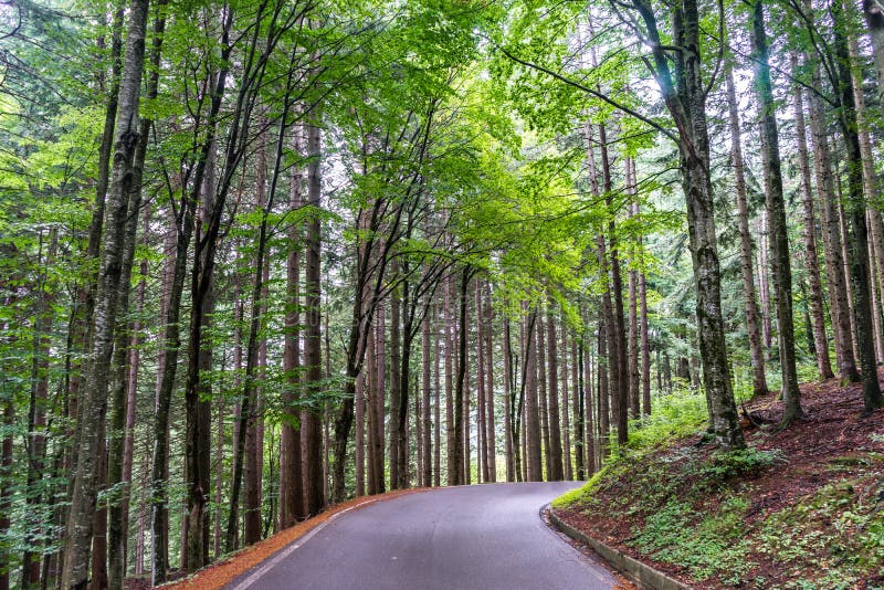 Estrada moderna da montanha dentro de uma floresta 5 foto de stock royalty free