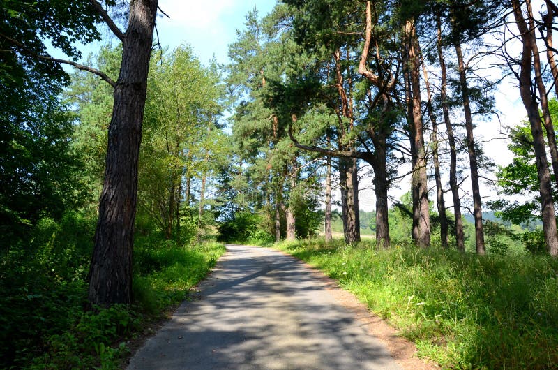 Estrada na floresta fotografia de stock royalty free
