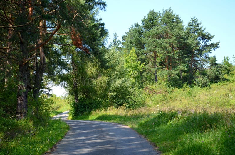Estrada na floresta imagem de stock