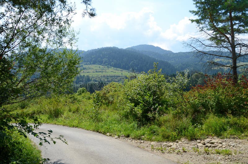 Estrada na floresta imagem de stock royalty free