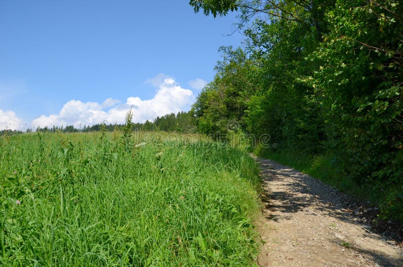 Estrada na floresta fotografia de stock royalty free
