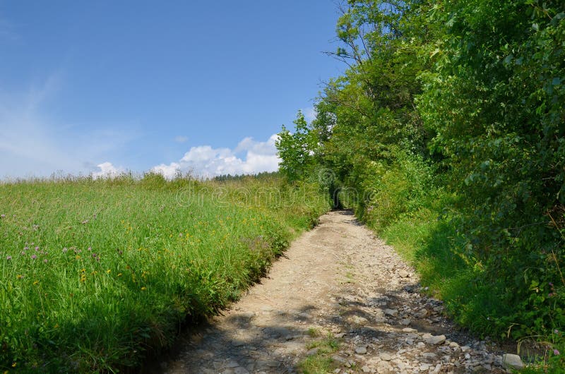 Estrada na floresta imagem de stock