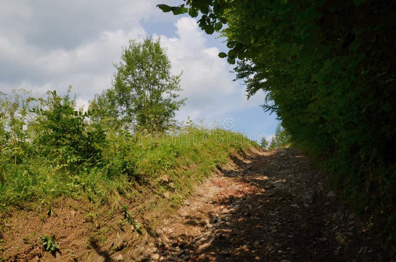 Estrada na floresta fotos de stock royalty free