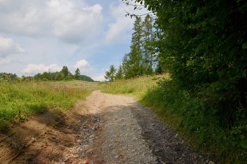 Estrada na floresta imagem de stock royalty free