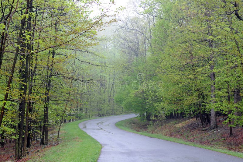 Road traveling through green forest on foggy day. Road traveling through green forest on foggy day