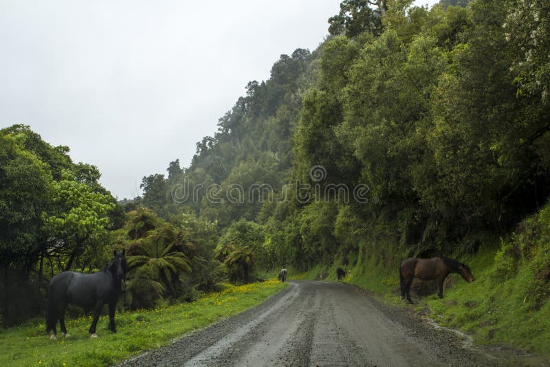 Estrada secundária com paisagem impressionante com floresta nevoenta e os cavalos selvagens imagem de stock Estrada secundária com paisagem impressionante com floresta nevoenta e os cavalos selvagens imagem de stock