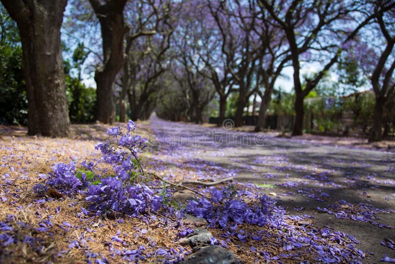 Estrada suburbana com linha de árvores do jacaranda e ramo pequeno com imagens de stock royalty free Estrada suburbana com linha de árvores do jacaranda e ramo pequeno com imagens de stock royalty free