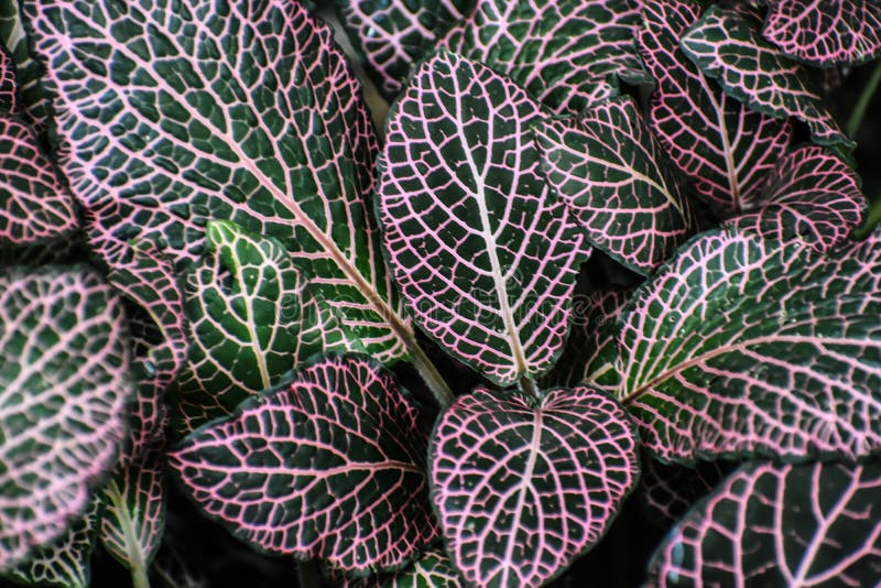 Estratto verde variegato del fondo della pianta della foglia fotografia stock libera da diritti Estratto verde variegato del fondo della pianta della foglia fotografia stock libera da diritti