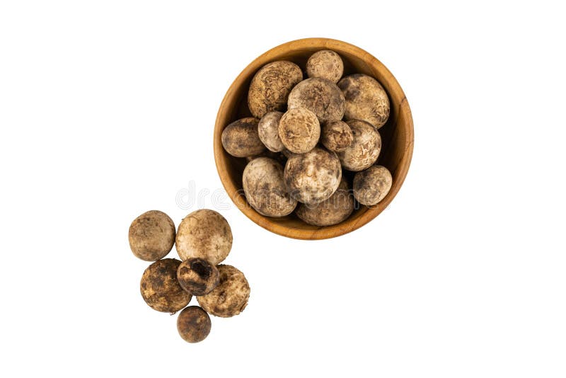Top view of Mushroom Hygroscopic earthstar or False earthstar or Barometer earthstar filled in a wooden bowl on white background with clipping path. Top view of Mushroom Hygroscopic earthstar or False earthstar or Barometer earthstar filled in a wooden bowl on white background with clipping path.