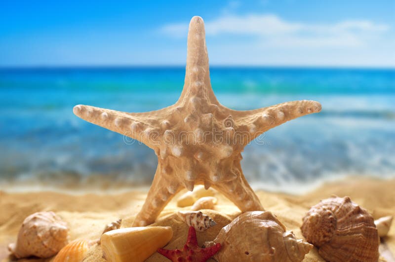 Estrela do mar e conchas do mar na praia imagem de stock Estrela do mar e conchas do mar na praia imagem de stock