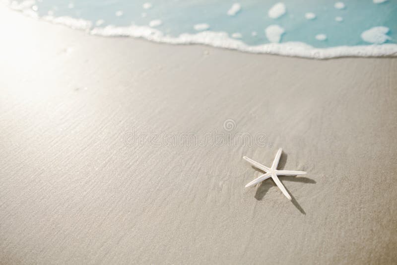 Estrela do mar na praia imagens de stock Estrela do mar na praia imagens de stock