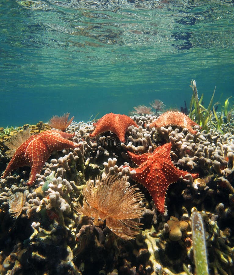 Underwater scenery with sea stars and feather duster worm on a coral reef, Caribbean sea. Underwater scenery with sea stars and feather duster worm on a coral reef, Caribbean sea