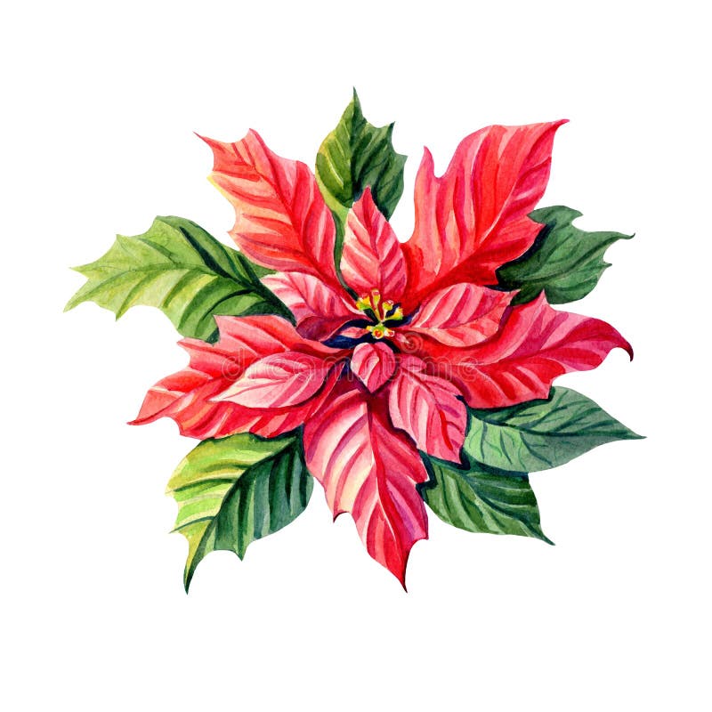 Estrela Do Natal Da Aquarela Poinsettia Flor Vermelha Ilustração Stock -  Ilustração de vermelho, floral: 131039083
