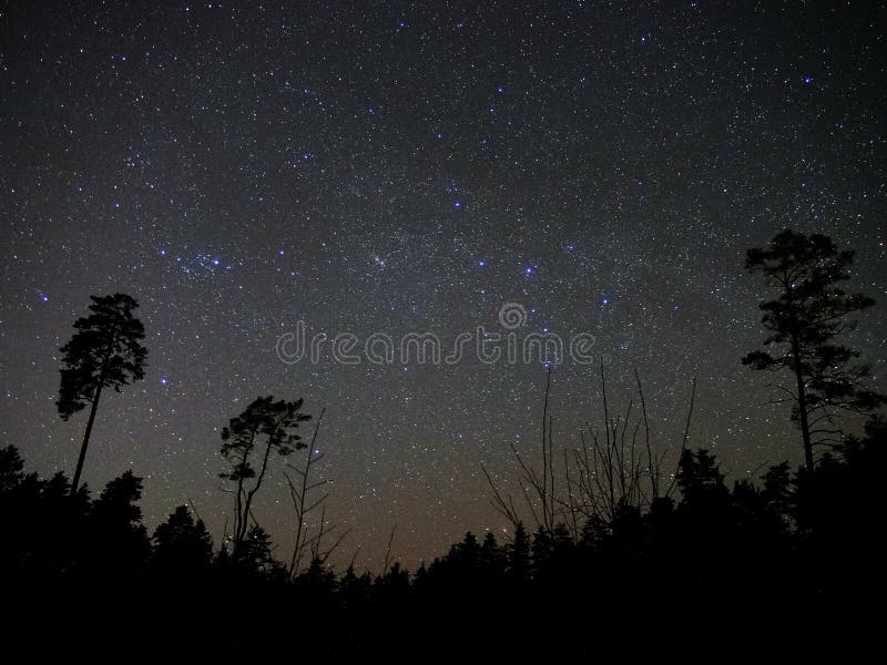Estrelas do céu noturno e atmosfera da floresta fotos de stock Estrelas do céu noturno e atmosfera da floresta fotos de stock