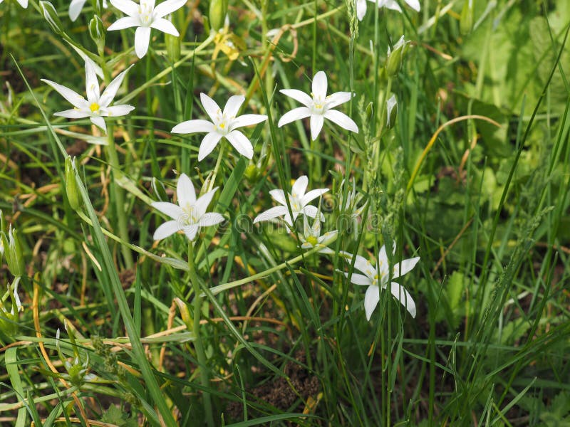 Estrella Blanca De La Flor De Belén Foto de archivo - Imagen de lirio, cubo: 115354786 Estrella Blanca De La Flor De Belén Foto de archivo - Imagen de lirio, cubo: 115354786