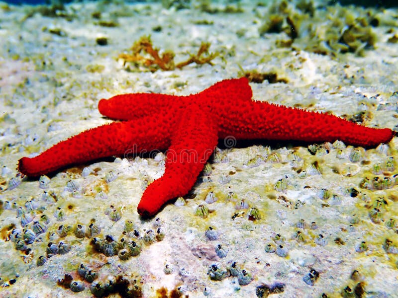 Estrella de Mar Rojo mediterránea - sepositus de Echinaster
