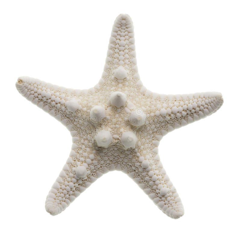 Estrellas de mar aisladas en blanco fotos de archivo libres de regalías Estrellas de mar aisladas en blanco fotos de archivo libres de regalías
