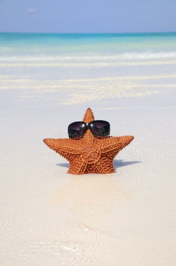 Estrellas de mar divertidas con las gafas de sol fotos de archivo Estrellas de mar divertidas con las gafas de sol fotos de archivo