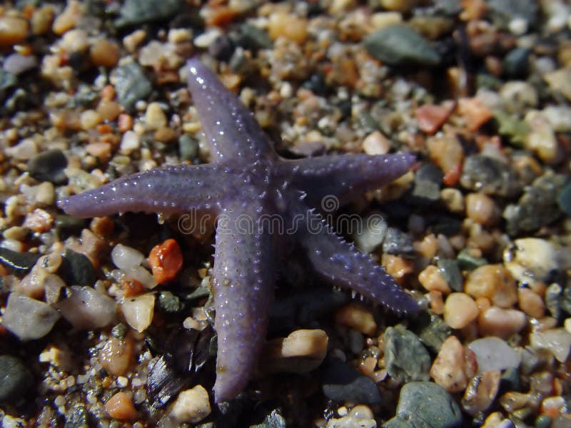 Estrellas de mar en la playa foto de archivo Estrellas de mar en la playa foto de archivo