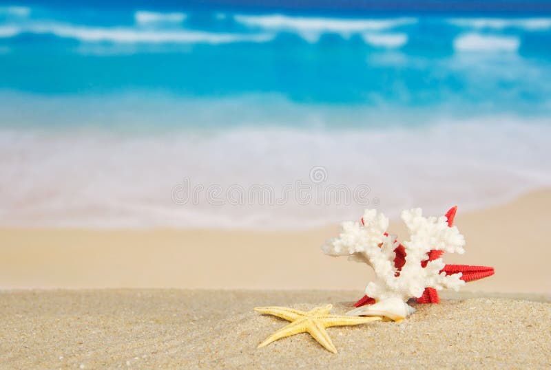 Estrellas de mar y coral foto de archivo Estrellas de mar y coral foto de archivo