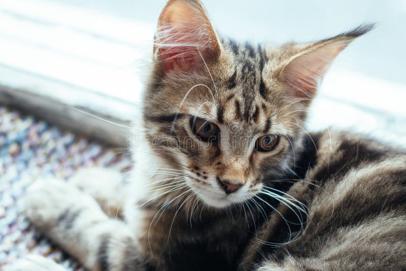 Estremamente ritratto del primo piano del gattino tricolore domestico di Maine Coon del soriano pochi mesi fotografia stock libera da diritti Estremamente ritratto del primo piano del gattino tricolore domestico di Maine Coon del soriano pochi mesi fotografia stock libera da diritti