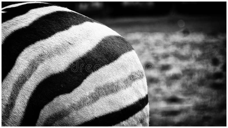 Estremità della zebra fotografie stock Estremità della zebra fotografie stock