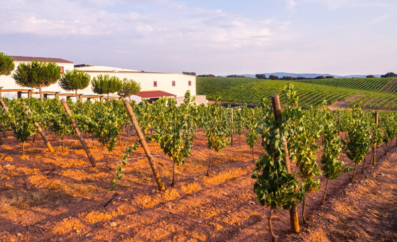 Vines in a vineyard in Alentejo region, Portugal, at sunset