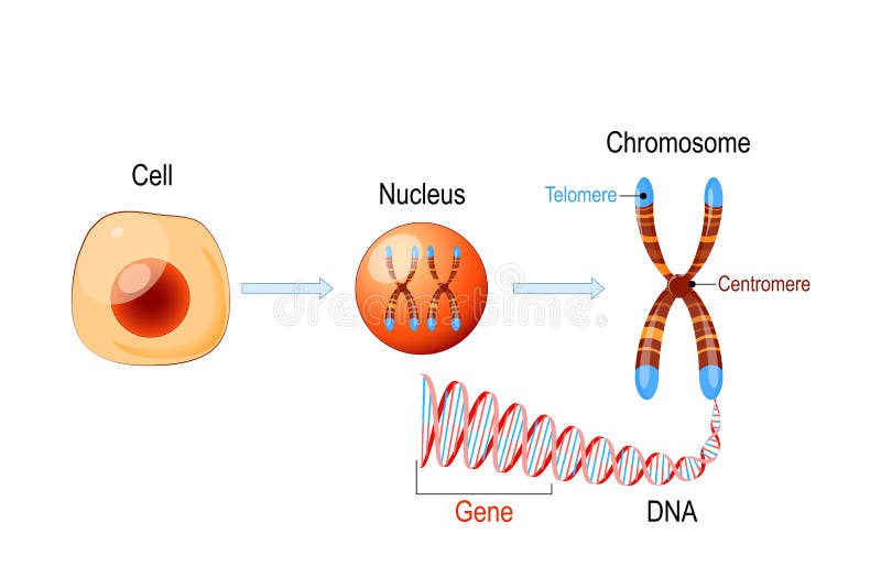 Estructura de celdas. NÃºcleo con cromosomas, molÃ©cula de ADN, telÃ³mero y gen
