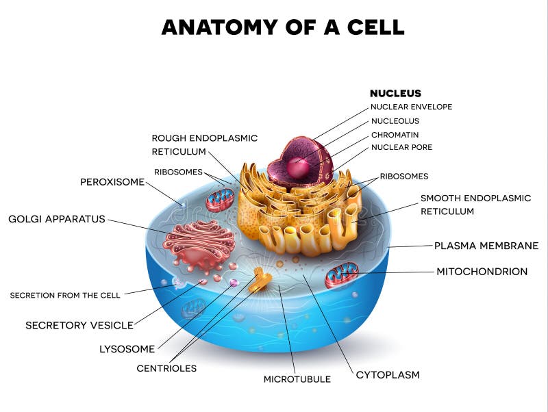 Cell structure, cross section of the cell detailed colorful anatomy with description. Cell structure, cross section of the cell detailed colorful anatomy with description