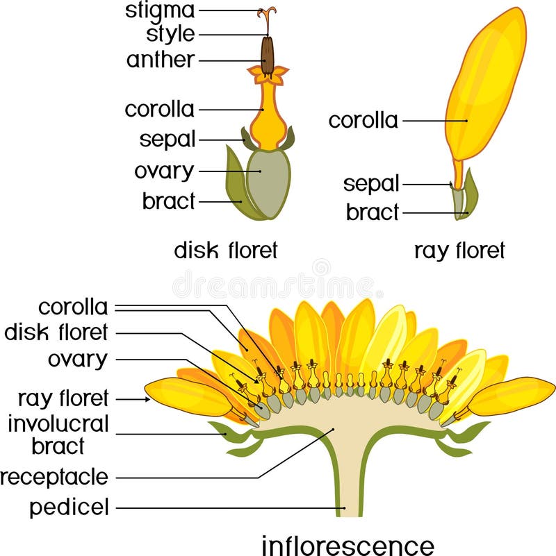 Estructura De La Flor Del Girasol En El Corte Transversal Estructura De Las  Flores Zygomorphic Y Actinomórficas Del Rayo Del Disc Ilustración del  Vector - Ilustración de florete, fondo: 147999033