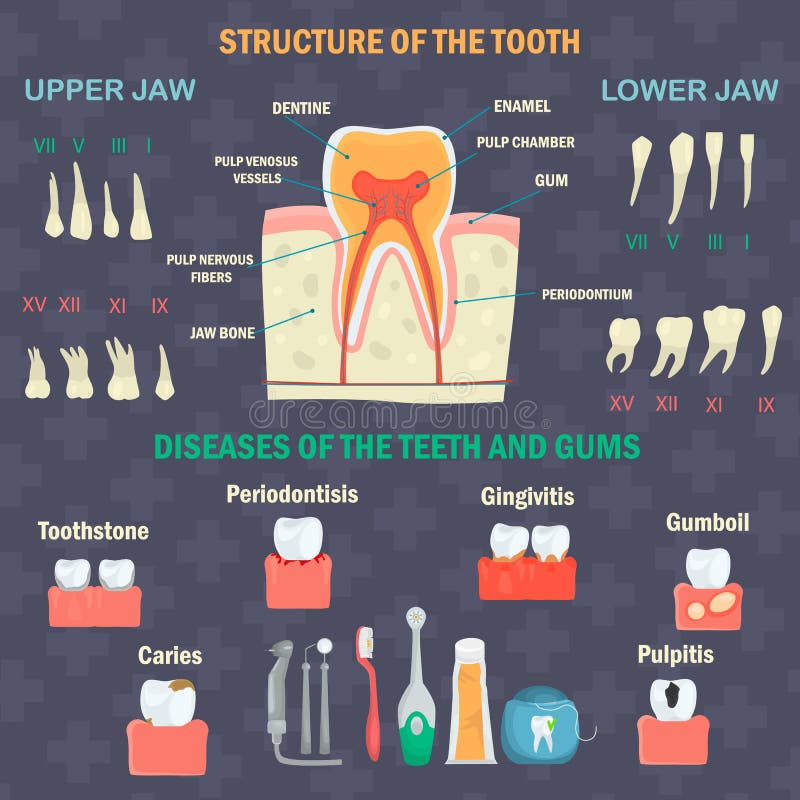 Estructura del diente Tipos de dientes humanos Productos de las enfermedades y de higiene de los dientes Sistema dental del infgr stock de ilustración Estructura del diente Tipos de dientes humanos Productos de las enfermedades y de higiene de los dientes Sistema dental del infgr stock de ilustración