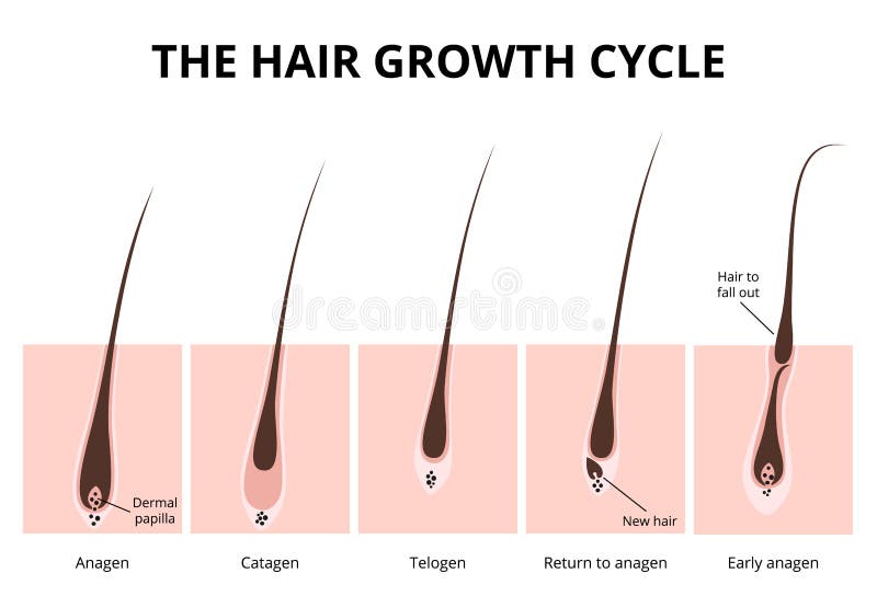 Hair growth phase, anatomy diagram of human hair. Hair growth phase, anatomy diagram of human hair
