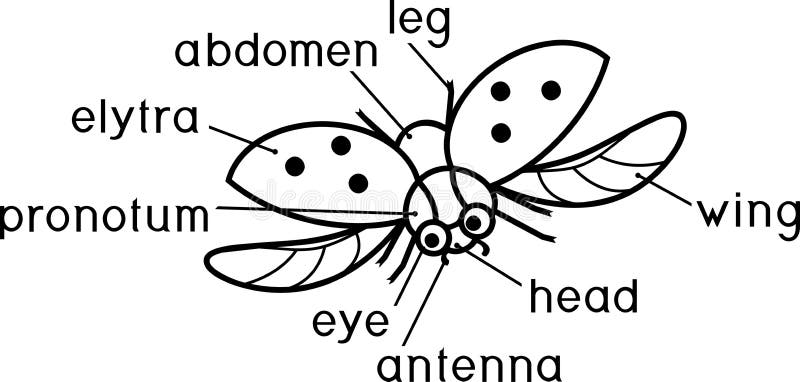 Estructura externa de la página del colorante del insecto Partes del cuerpo de la mariquita del vuelo con títulos