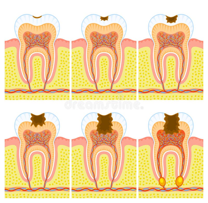 Estructura interna del diente