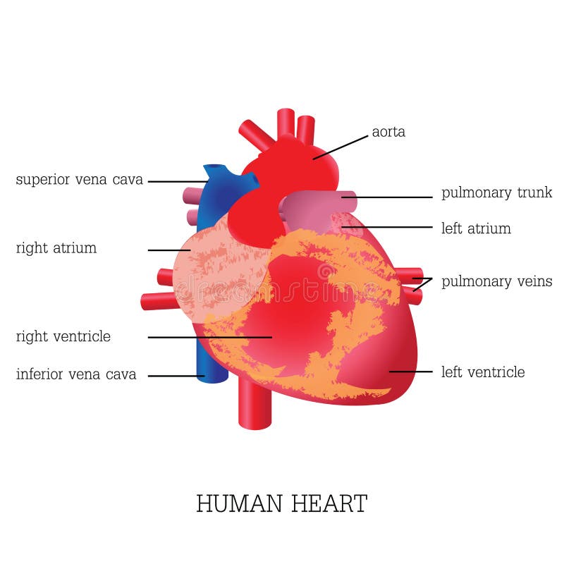 Estructura Y Función Del Sistema Humano Del Corazón Ilustración Del