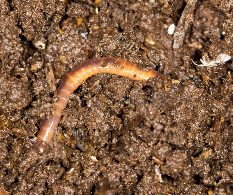 Red worm manure . In the park in nature. Red worm manure . In the park in nature