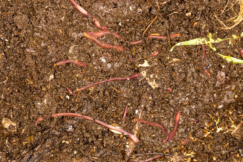 Red worm manure . In the park in nature. Red worm manure . In the park in nature