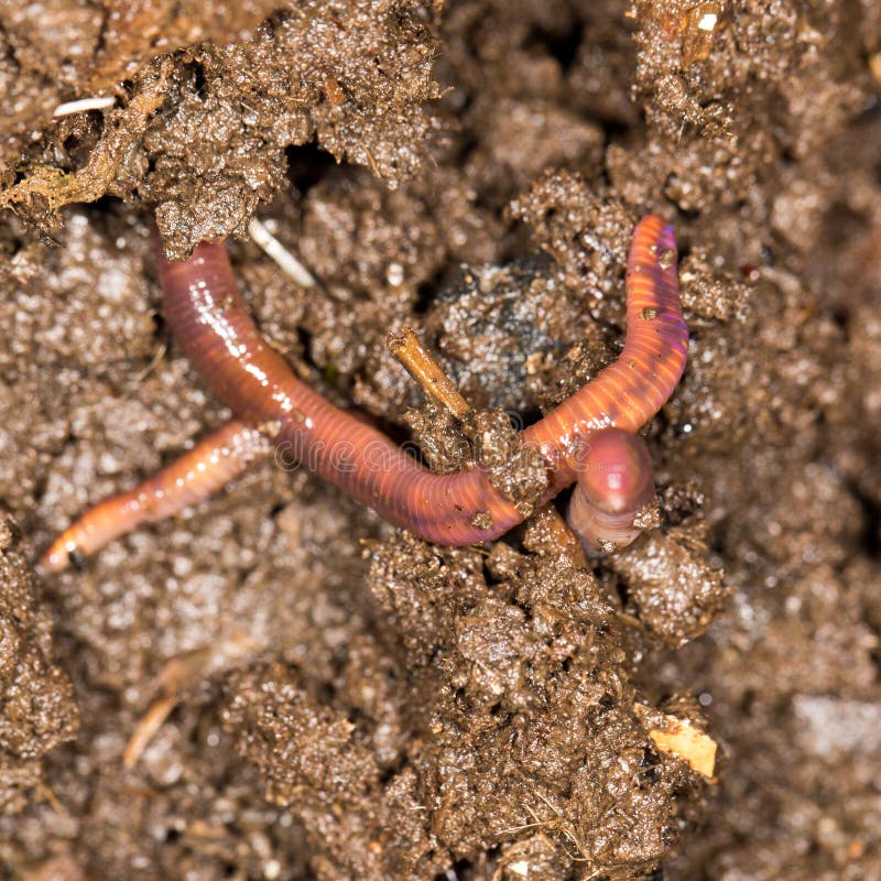 Red worm manure . In the park in nature. Red worm manure . In the park in nature