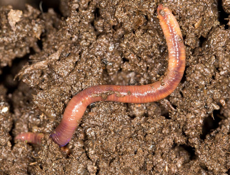 Red worm manure . In the park in nature. Red worm manure . In the park in nature